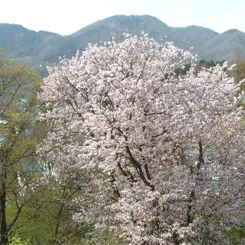 Le Vert Zao Yamagata  Dış mekan fotoğraf